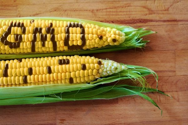 The GMO Puzzle: Decoding the Complexities of Biotechnology and Agriculture